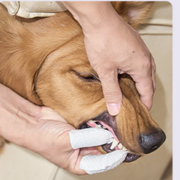 Toalhitas de limpeza dentária para animais - Desenvolvidas para pets que detestam escovas