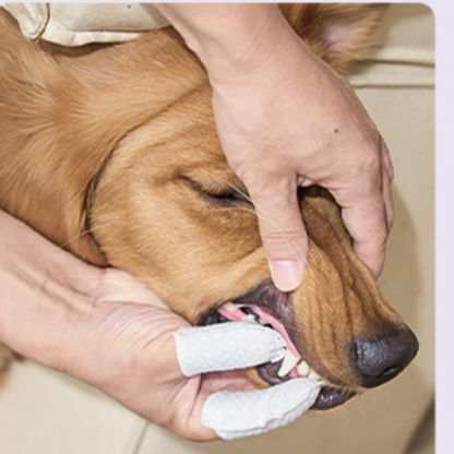 Dental Wet Wipes – For Pets That Hate Toothbrushes